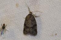Neosphaleroptera nubilana
