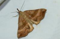 Hypena proboscidalis