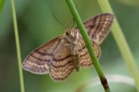 Idaea ochrata