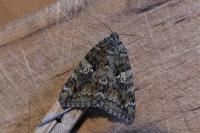 Catocala sponsa