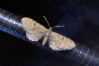 Eupithecia absinthiata/assimilata/goossensiata