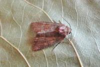 Oligia latruncula/strigilis/versicolor