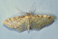 Idaea fuscovenosa