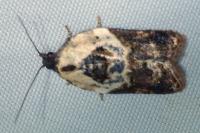 Acleris variegana