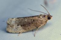Hedya nubiferana