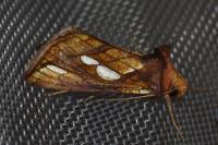 Plusia festucae