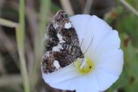 Tyta luctuosa