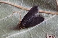 Lecithocera nigrana