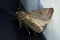 Hoplodrina ambigua