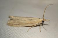 Anerastia lotella