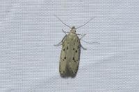 Athrips mouffetella
