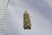 Brachmia blandella