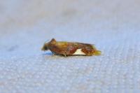 Acleris holmiana