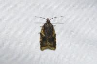 Acleris umbrana