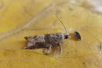 Rhopobota naevana