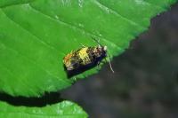 Celypha aurofasciana