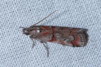 Pempelia palumbella