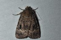 Amphipyra pyramidea