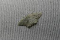 Idaea subsericeata