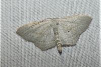 Scopula emutaria
