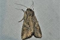 Lacanobia blenna