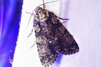 Acronicta rumicis
