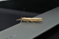 Agriphila tristella