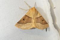 Crocallis elinguaria