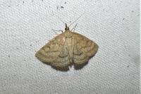 Psammotis pulveralis