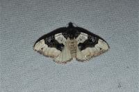 Cosmorhoe ocellata