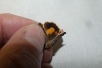 Noctua janthe