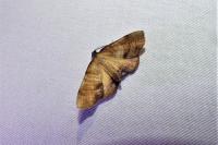 Plagodis dolabraria