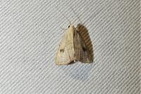 Rivula sericealis