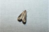 Schrankia costaestrigalis