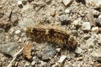 Wittia sororcula