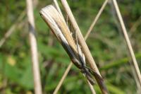 Agriphila selasella