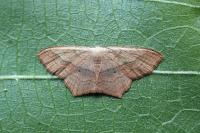 Scopula imitaria