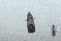 Cydia splendana