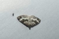 Epirrhoe alternata