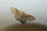 Idaea degeneraria