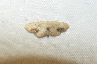 Idaea dimidiata