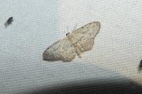 Idaea seriata