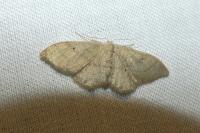 Idaea straminata