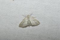 Idaea subsericeata