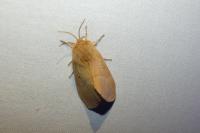 Lasiocampa quercus
