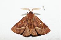 Lasiocampa trifolii
