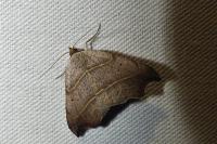 Laspeyria flexula