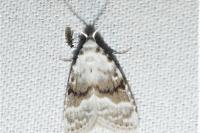 Meganola albula