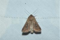 Mythimna albipuncta