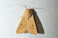 Mythimna vitellina